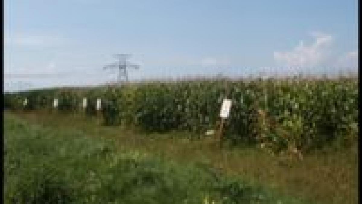 ungaria nu va cultiva plante modificate genetic