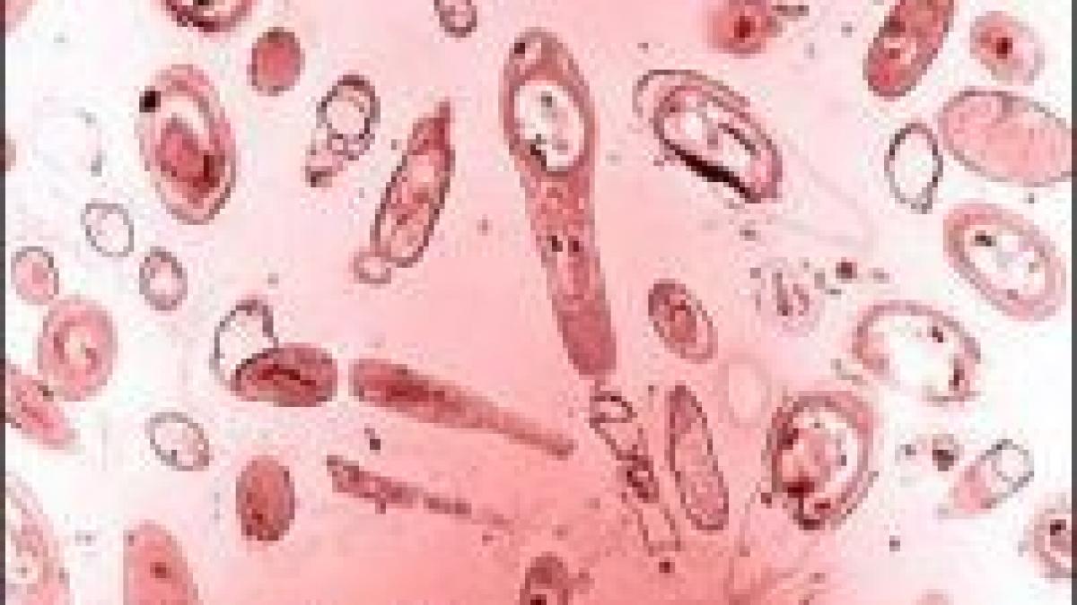 japonia primul card de memorie dintr o bacterie