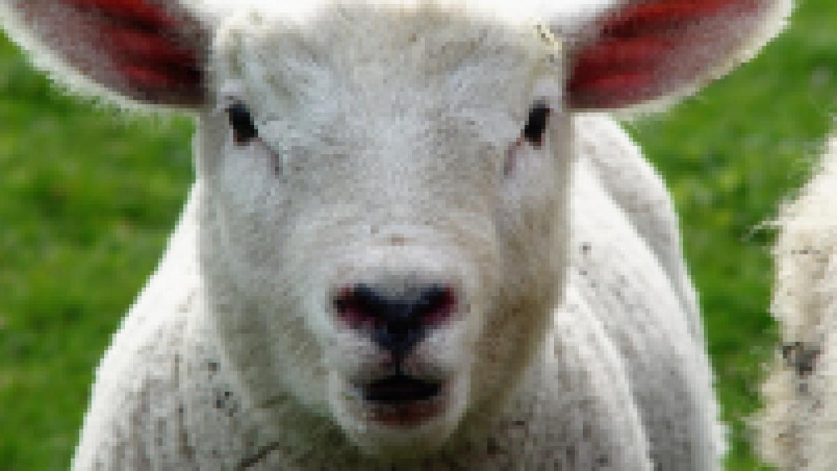 romanii vor avea la masa de pasti miei de import