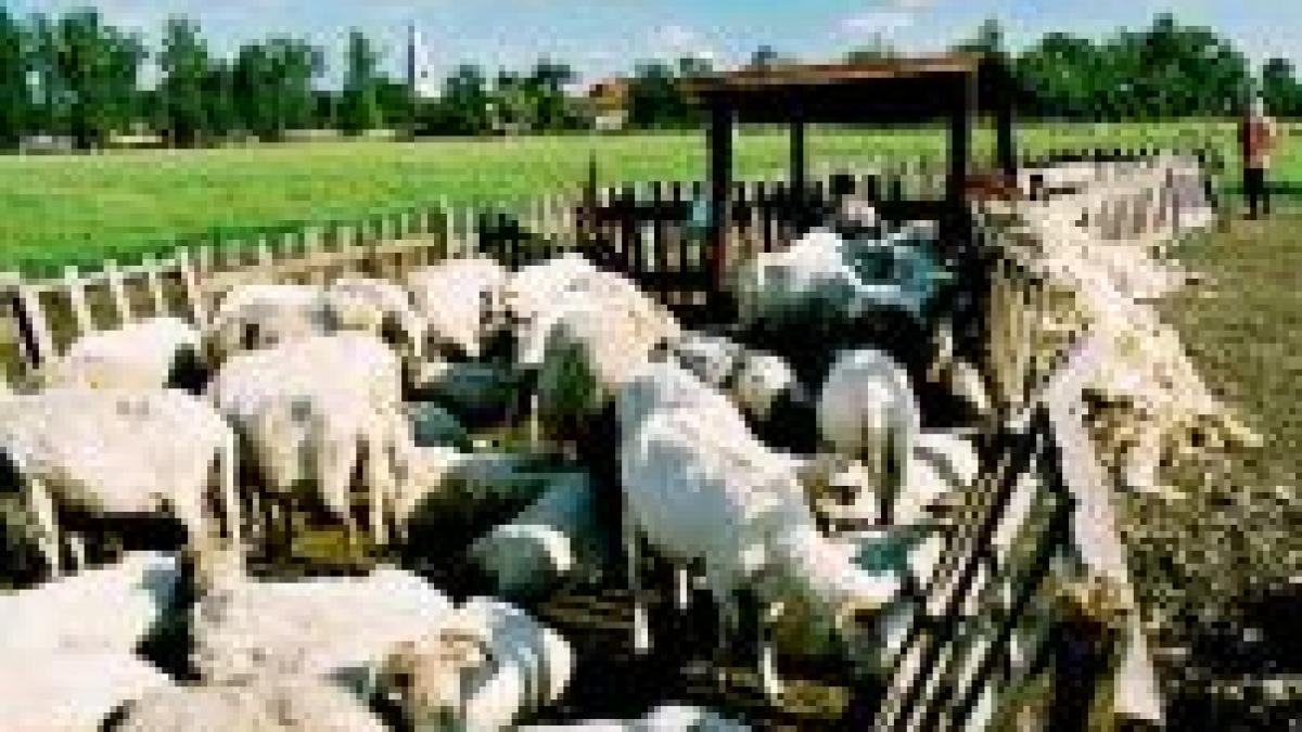 europenii ne transforma stanile in srl uri