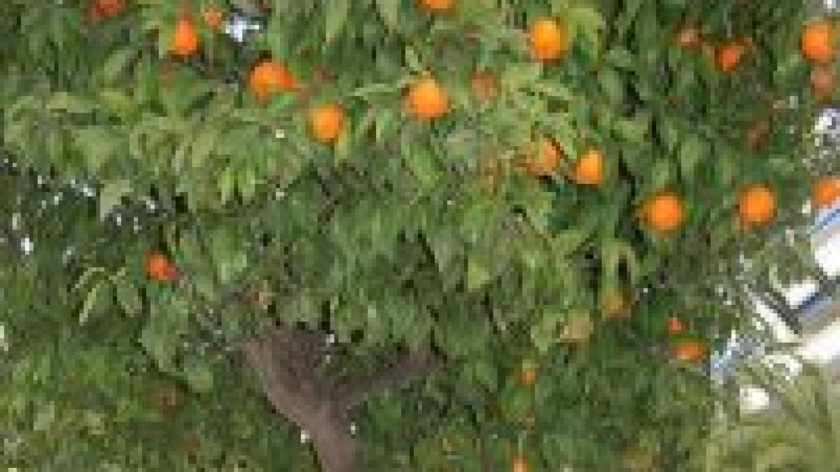 spania va produce combustibili din portocale