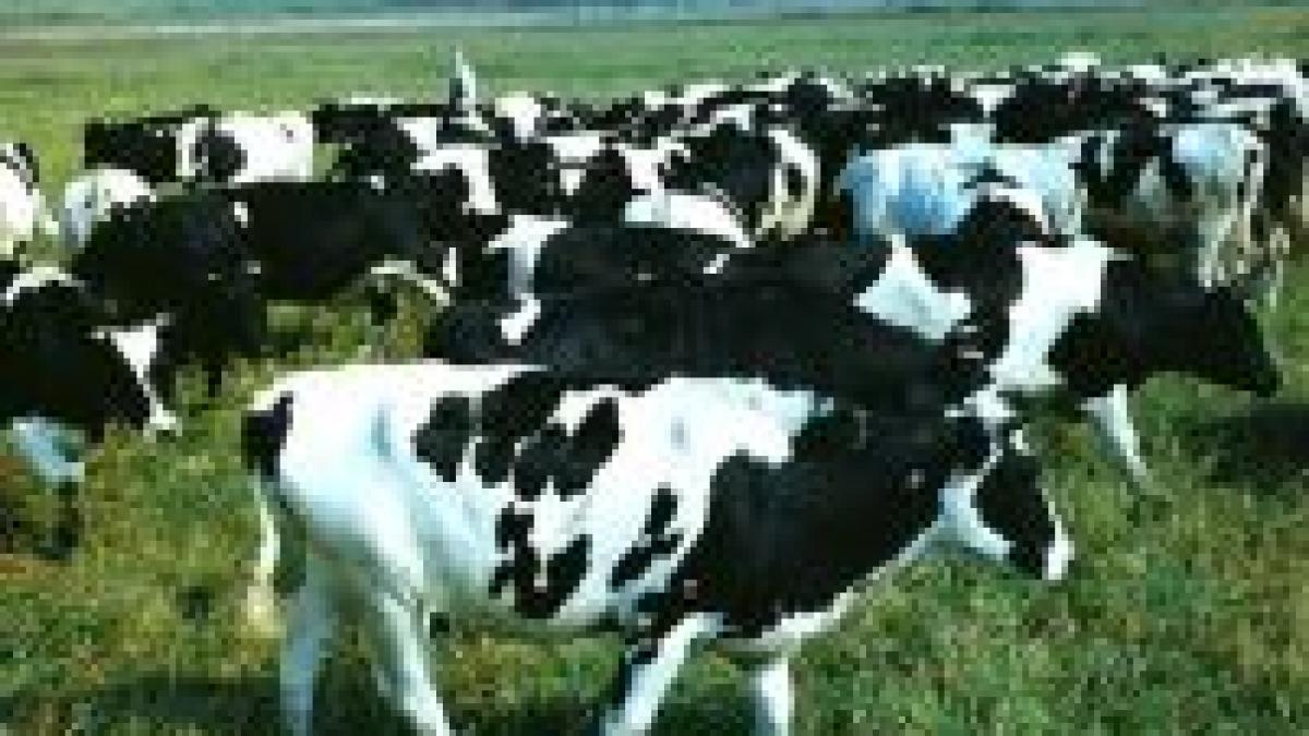 scutece obligatorii pentru animale