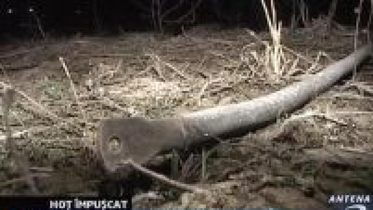 gorj doi hoti impuscati de paznicul unei mine