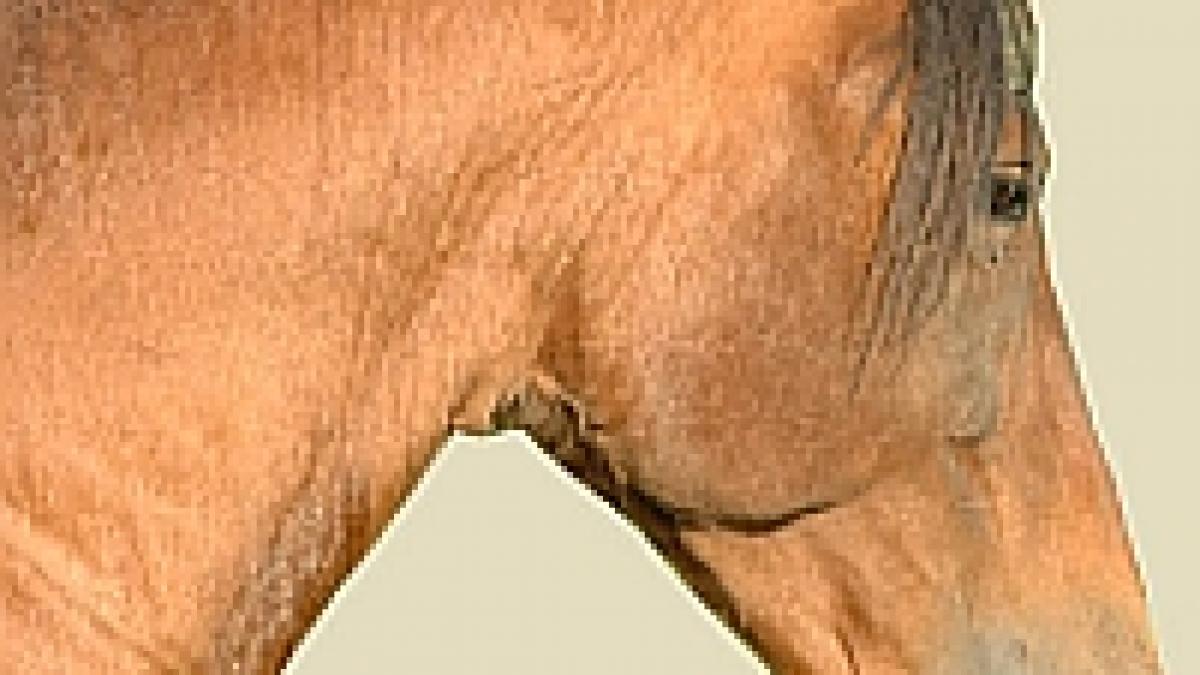 sida cailor ne face cunoscuti in ue