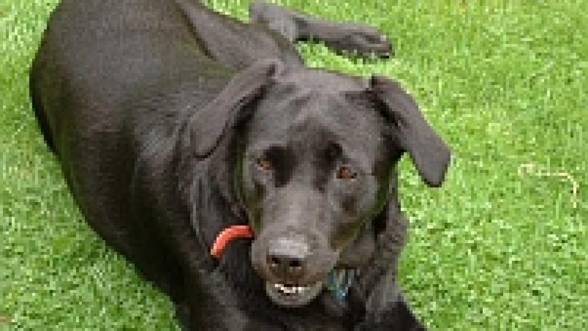 urmele lasate de animale trebuie sa dispara