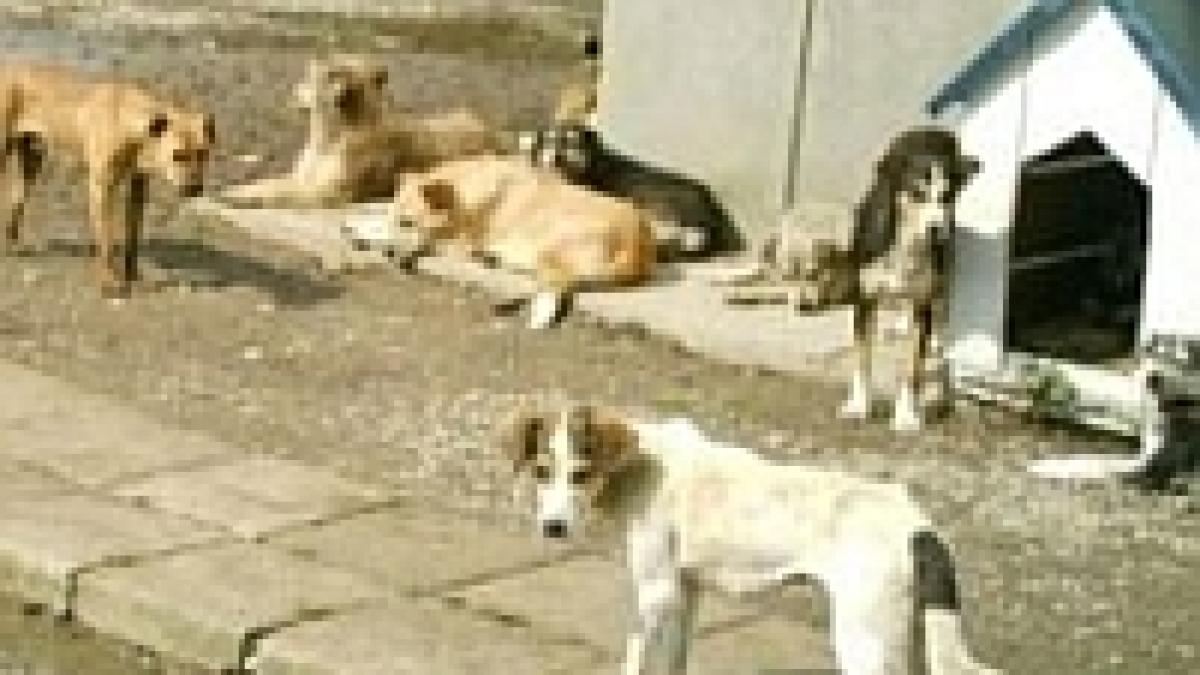 in romania maidanezii fac turism canin