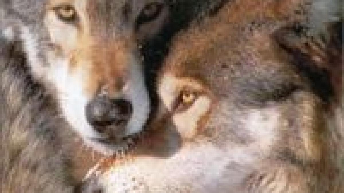 sud coreenii au clonat doua lupoaice