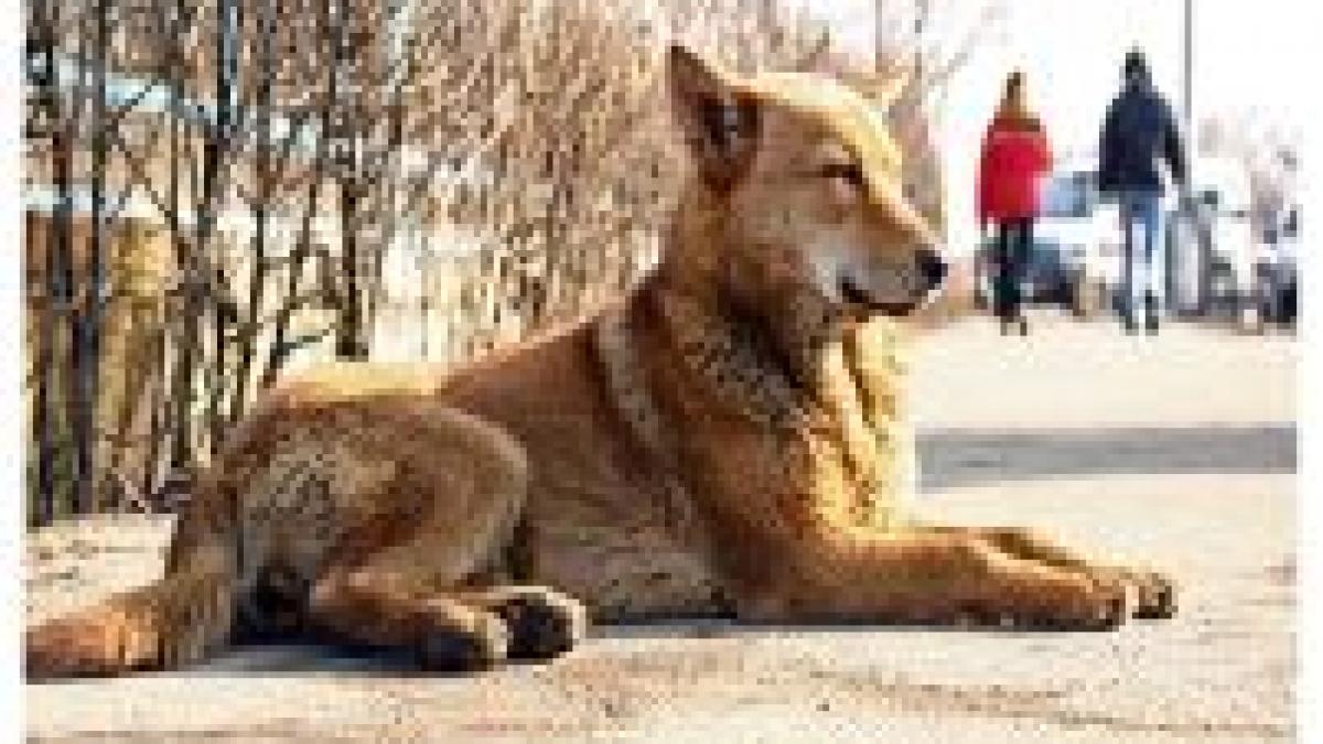 cluj focar de turbare la universitate