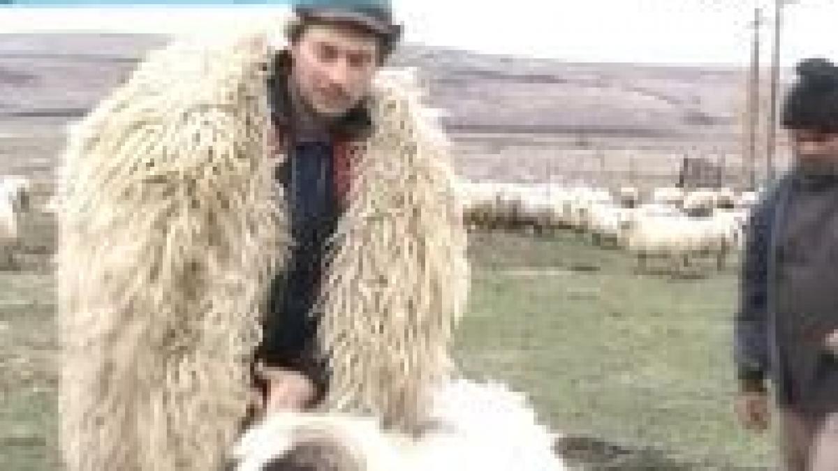 Mieii sunt o adevărată afacere pentru  ciobani