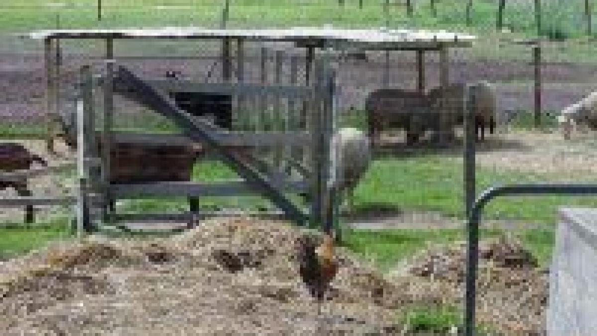 salmonella face ravagii in fermele din ue