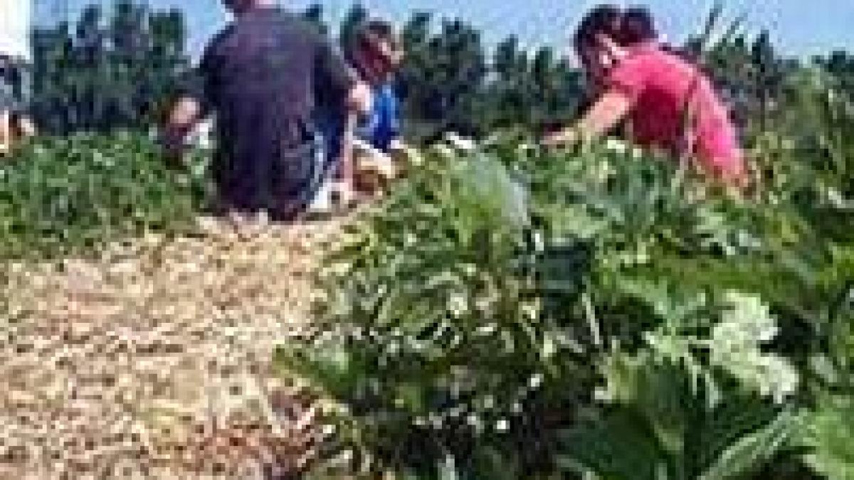 
Românii şi bulgarii pot munci în Spania

