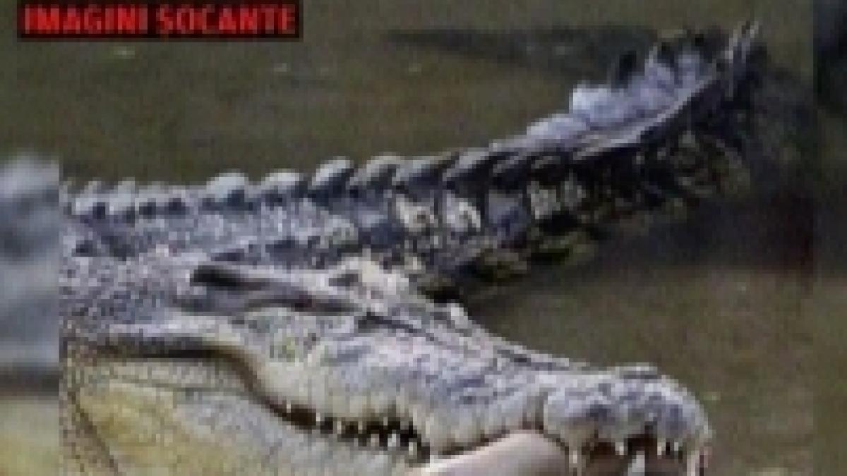 un crocodil de la zoo a smuls bratul unui veterinar