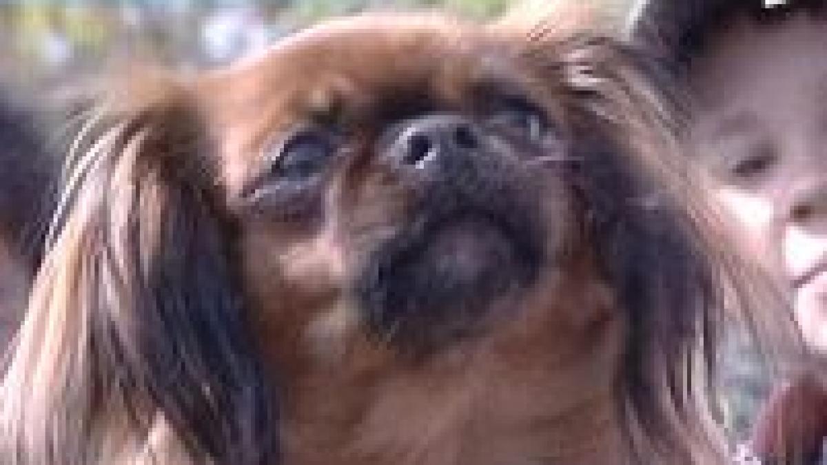 aveti caine atentie politia e pe urmele lui