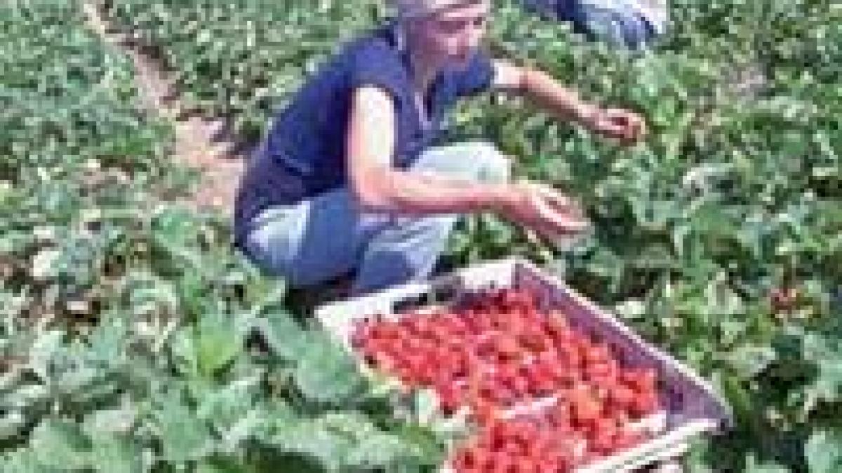 romania spaniolii cauta terenuri pentru capsuni