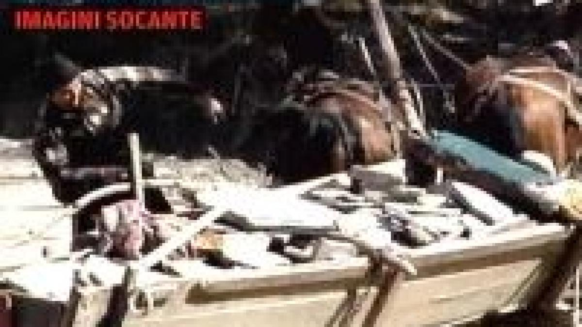 fiara in libertate un om isi bate caii cu toporul