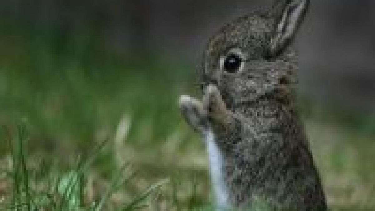 ungaria 5 000 de iepuri blocheaza o autostrada