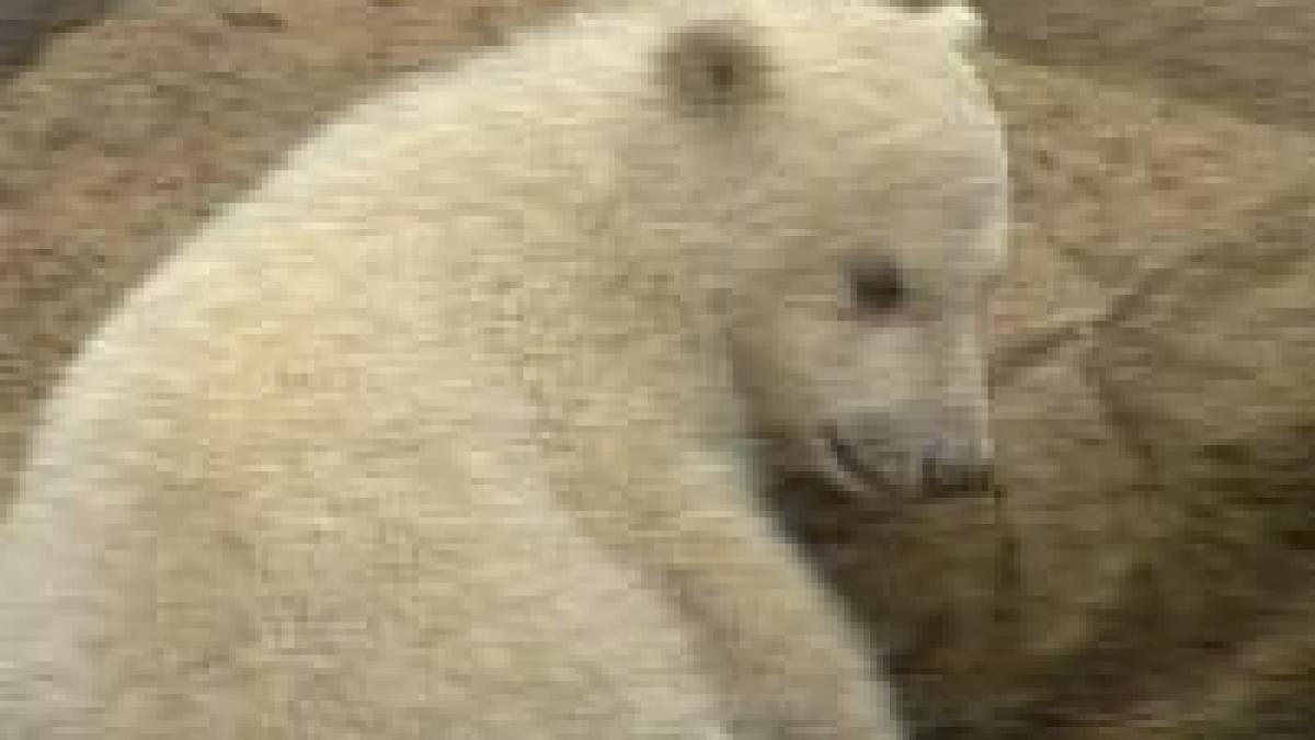 Berlin. Ursuleţul polar Knut s-a îmbolnăvit