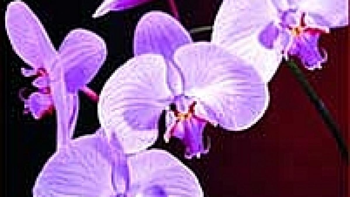 Zeci de mii de orhidee în centrul New York-ului