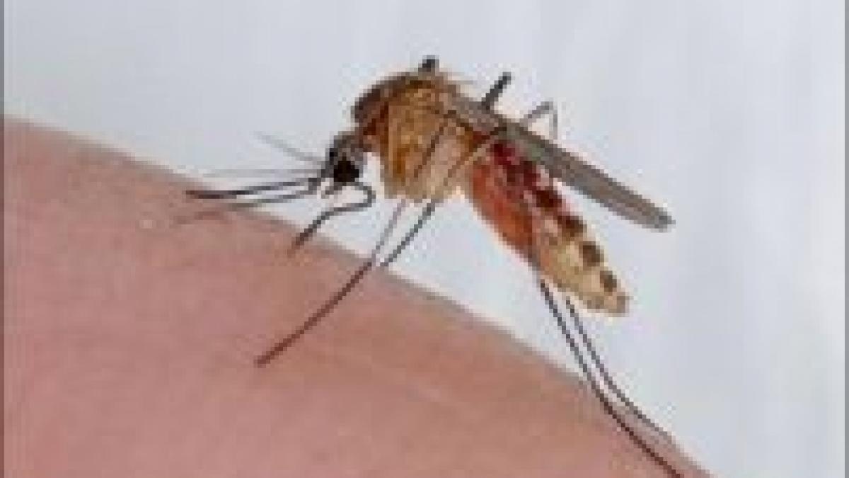 a inceput tantariada capitala scapa de piscaturi