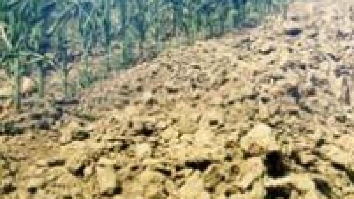 in sudul tarii seceta afecteaza regiuni intinse