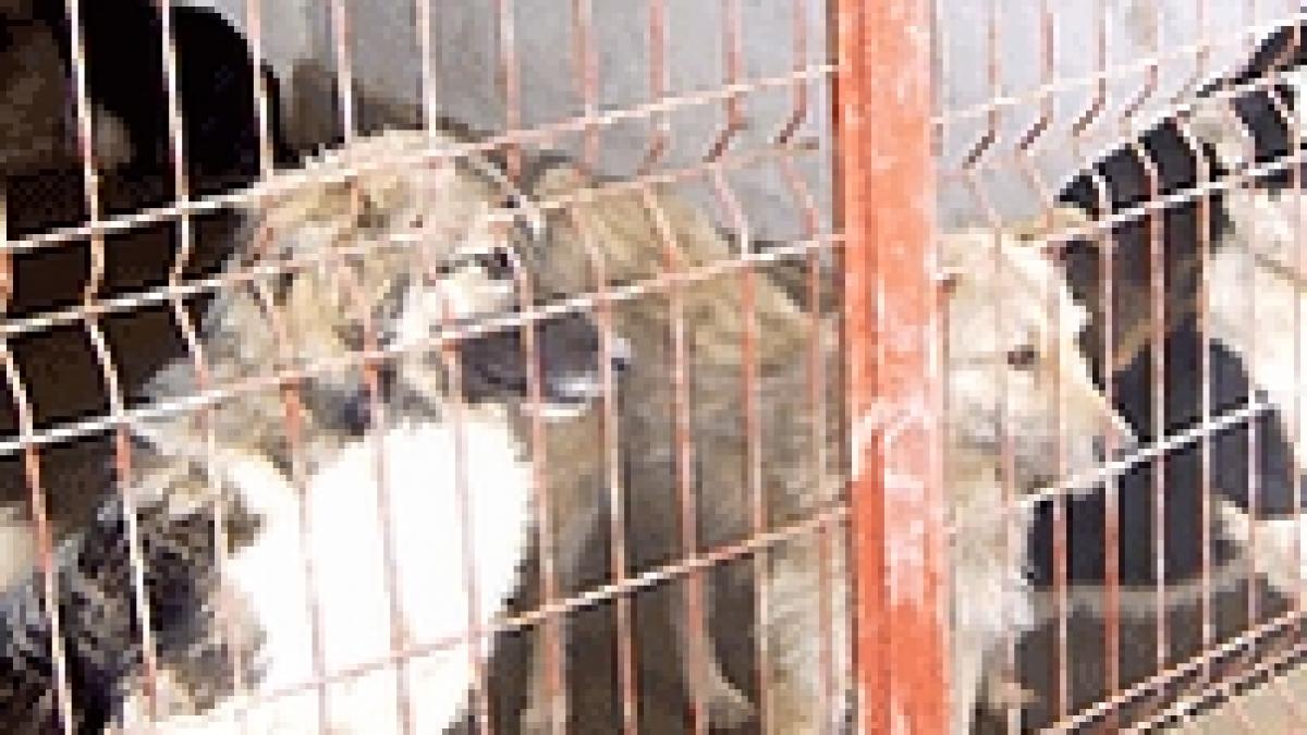 maidanezii capitalei sunt adoptati de suedezi