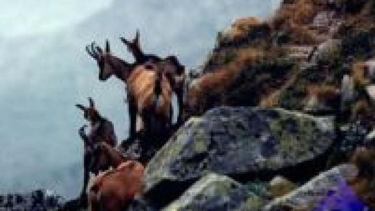 parcul domogled este mistuit de flacari