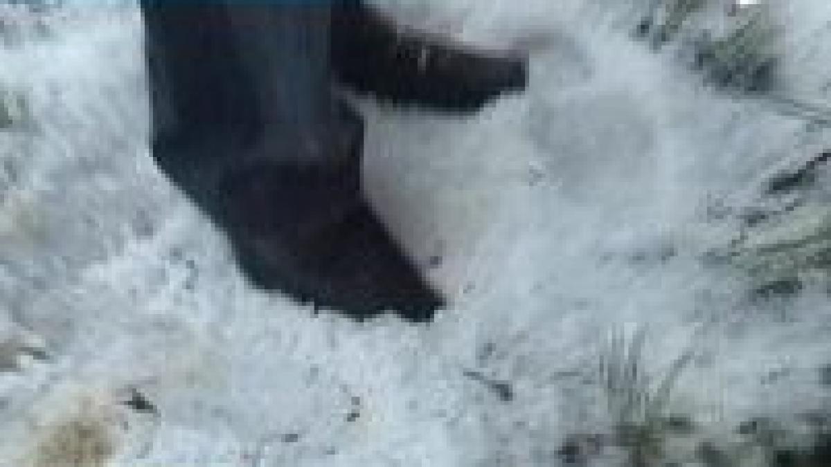 grindina nimicitoare in mehedinti