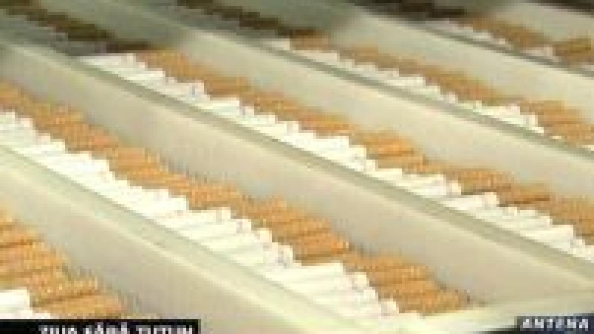 31 mai ? Ziua internaţională fără tutun
