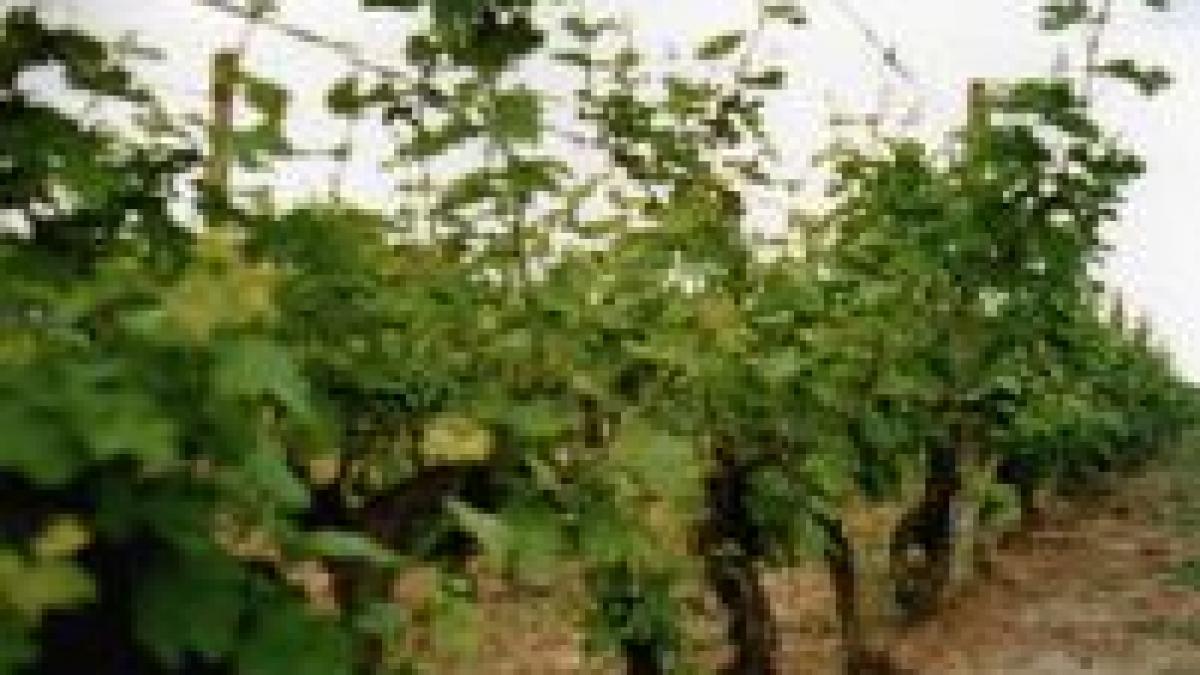 italia seceta distruge cultura de vita de vie