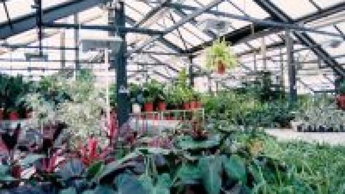 sera zburatoare a produs primele rasaduri