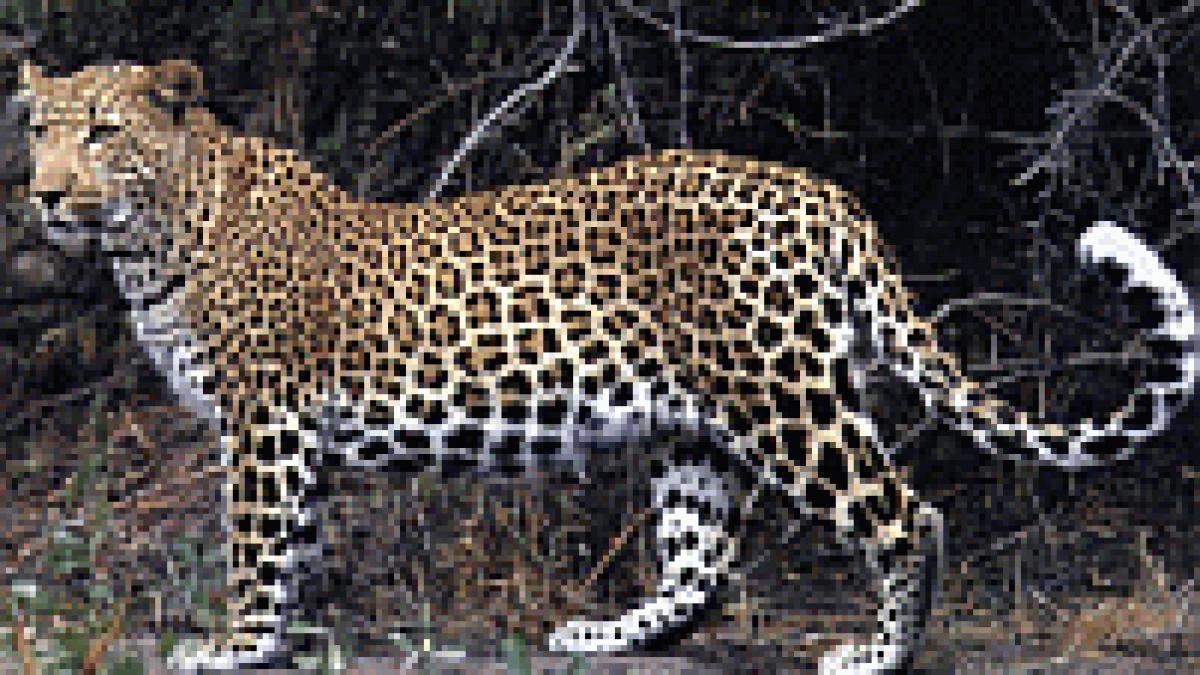 mobilele numai bune de momeala pentru leoparzi