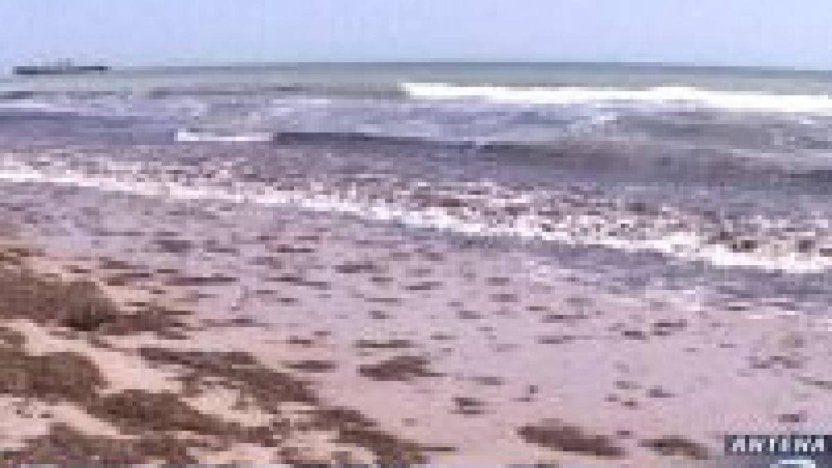 atentie litoralul e invadat de alge