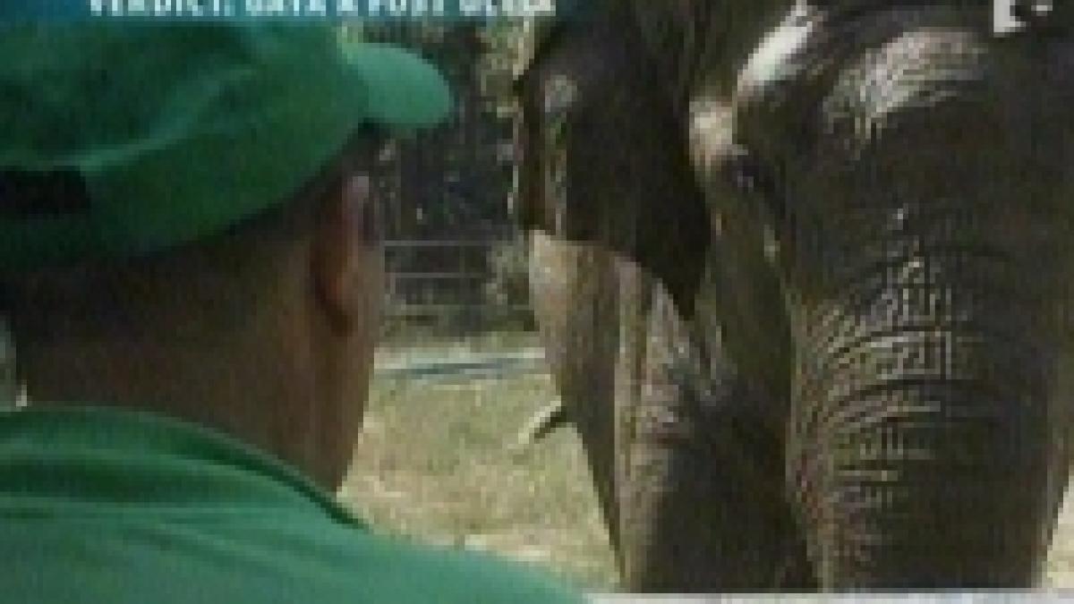 verdict elefantul gaya de la zoo a fost ucis