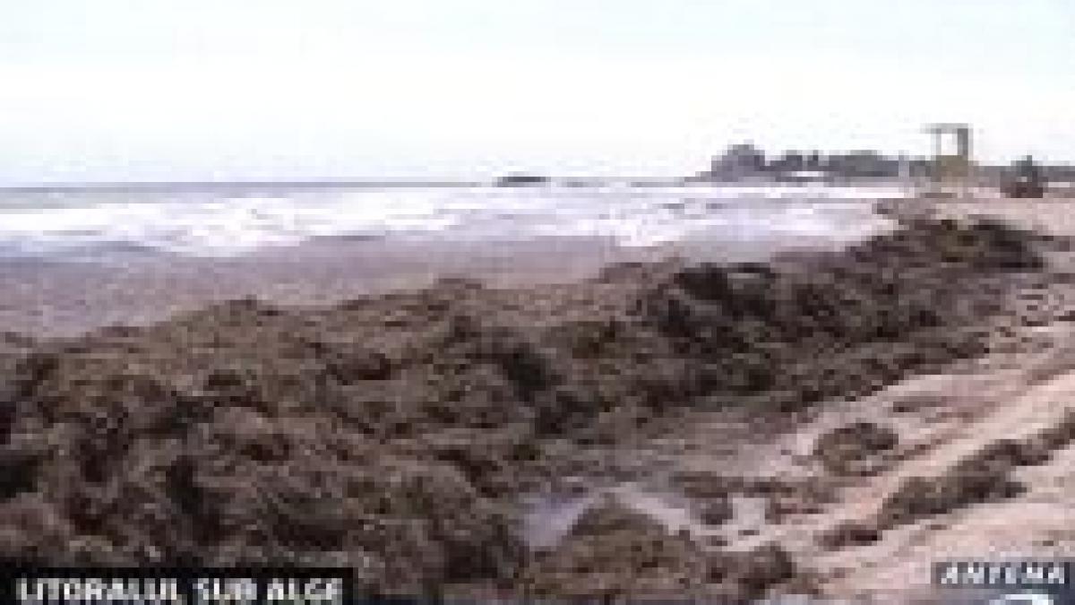 litoralul va fi plin de alge tot sezonul