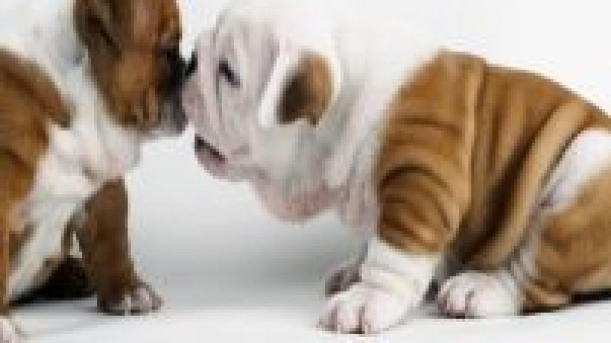 Contrabandă cu câini din România în Elveţia
