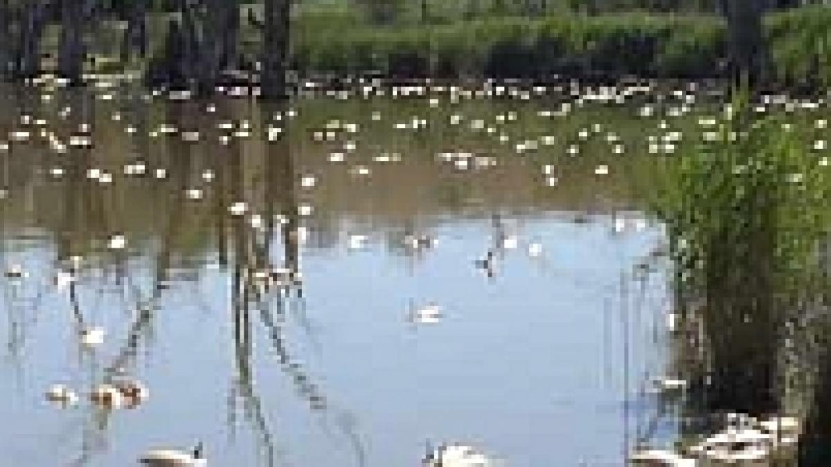 dezastru ecologic pe tarnava mare