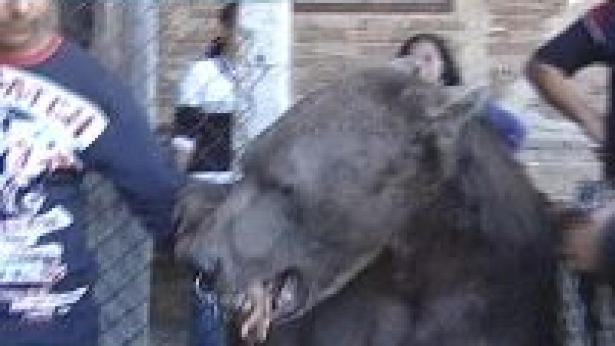 Ultimii 3 urşi dansatori din Europa - eliberaţi 