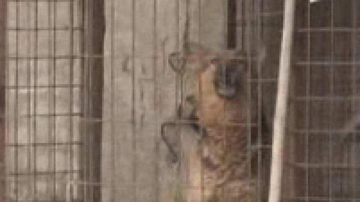 un copil a fost sfasiat de trei caini lup video