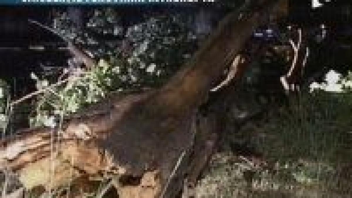 trenurile blocate pe traseul bucuresti curtici