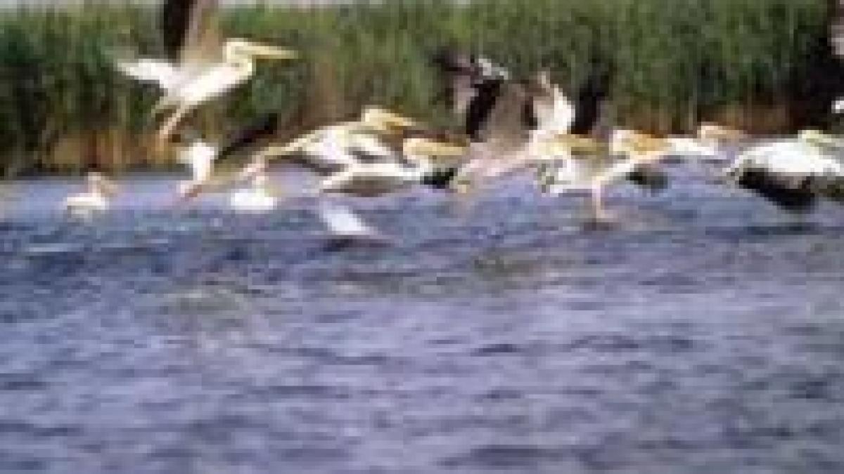 ziua dunarii sarbatorita la bucuresti