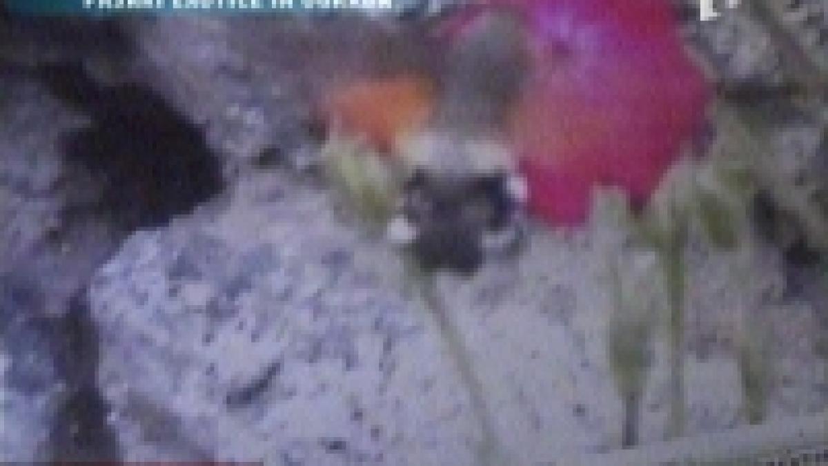 sateni bihoreni vizitati de pasari exotice in ograda