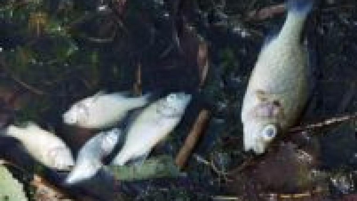 pericol de catastrofa ecologica pe dunare