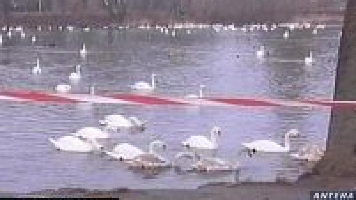 gripa aviara a fost confirmata in franta