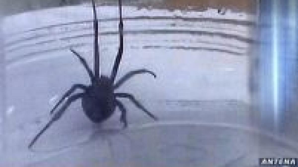 vaduva neagra invadeaza litoralul romanesc