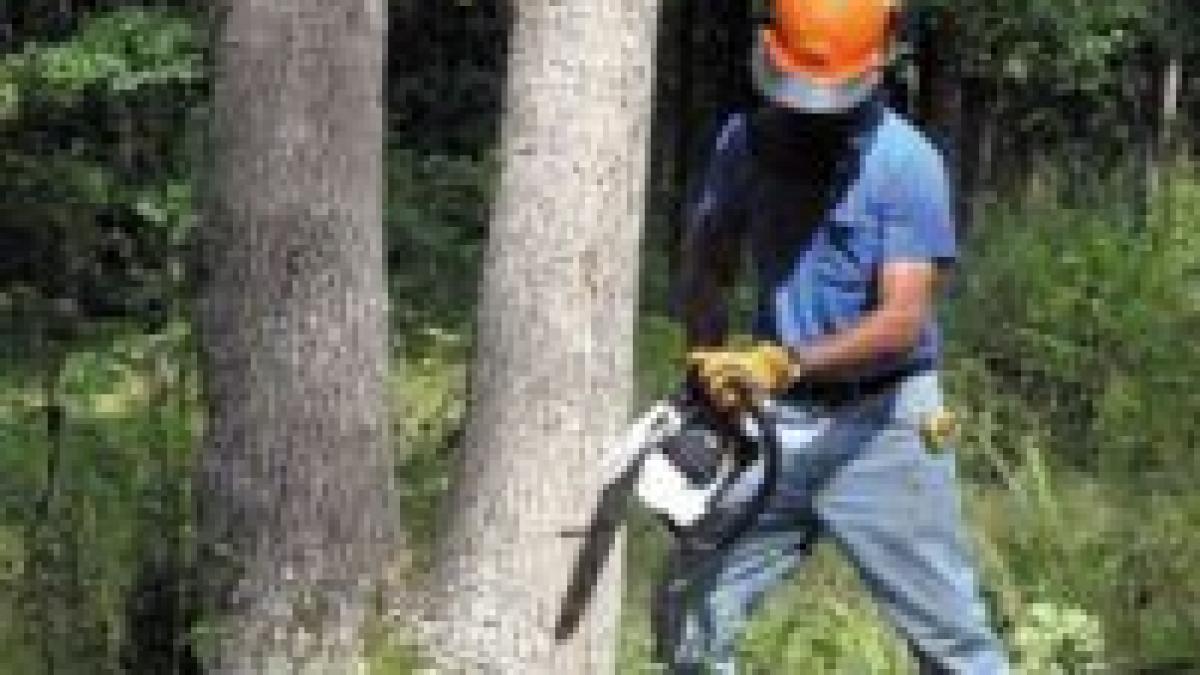 Drumul Taberei: Protest pentru salvarea copacilor