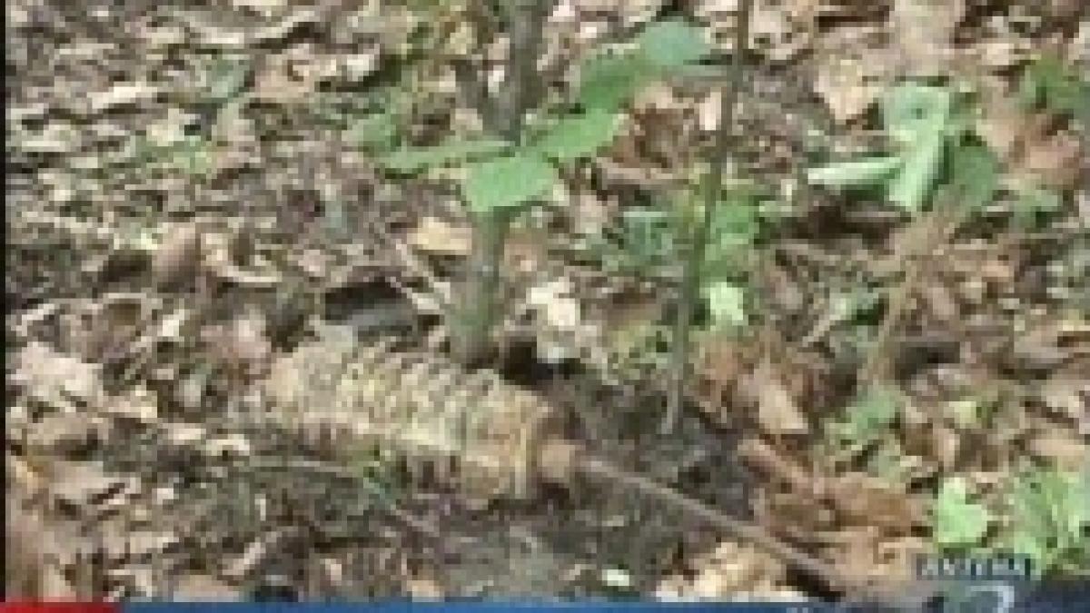 mina antipersonal detonata la busteni