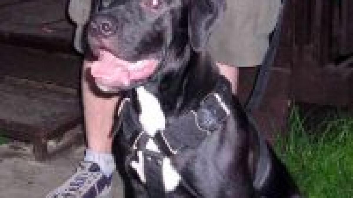 atacati de un caine de lupta in curtea scolii