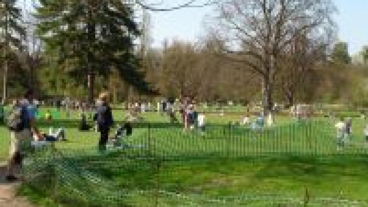 romania sufera de o lipsa acuta de spatii verzi