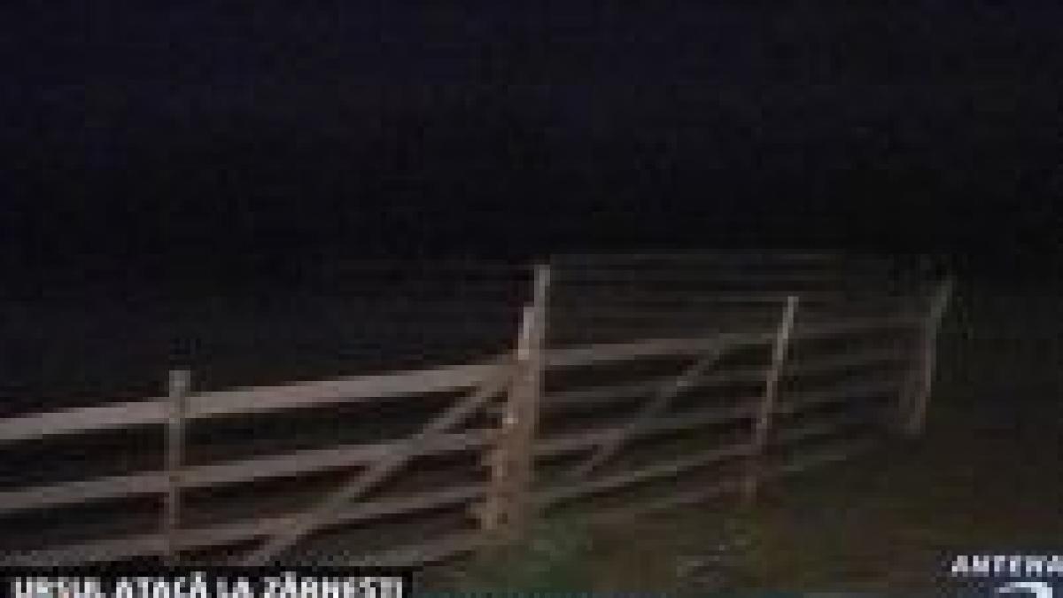 ursul din zarnesti a sfasiat un om si a atacat o stana