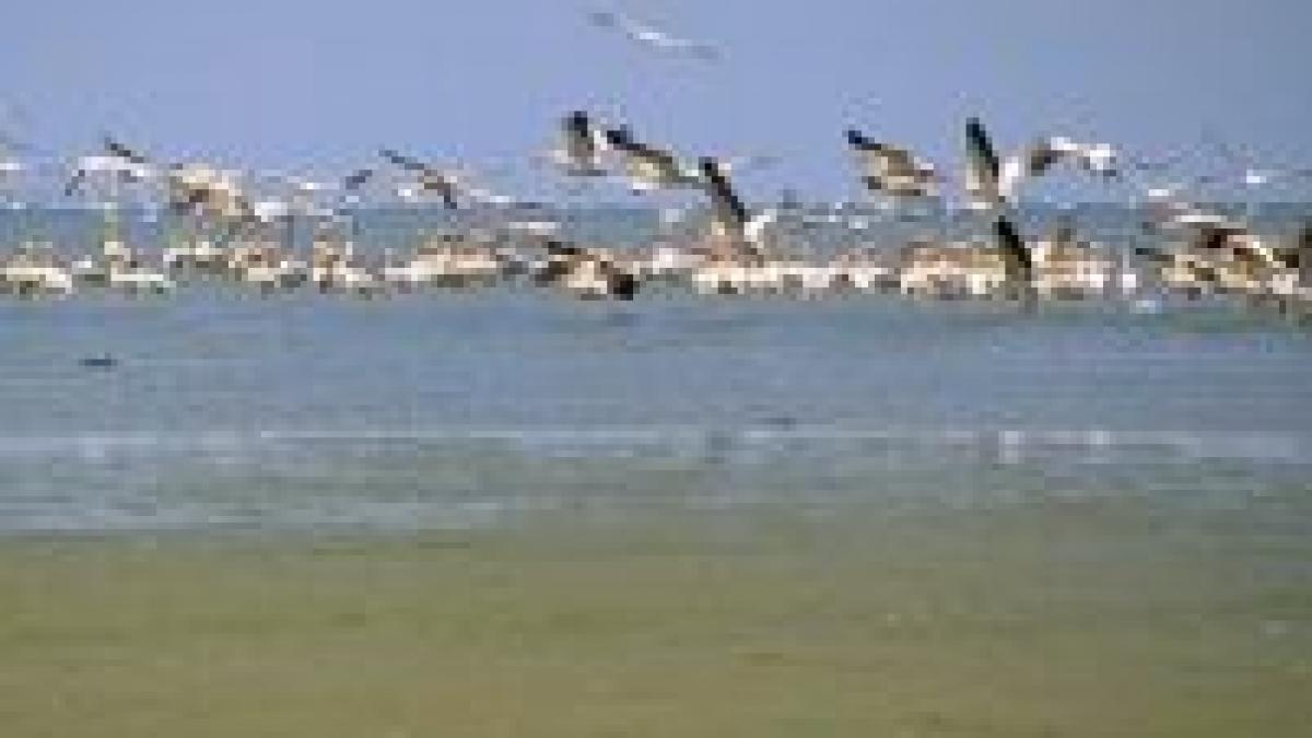 plajele din sulina si sfantu gheorghe vor fi privatizate